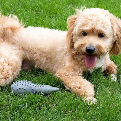 Giocattoli duraturi per cani da masticare per masticatori aggressivi